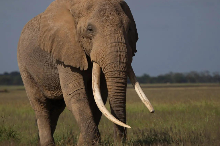 Från Nairobi: 3-dagars safari i nationalparken Amboseli