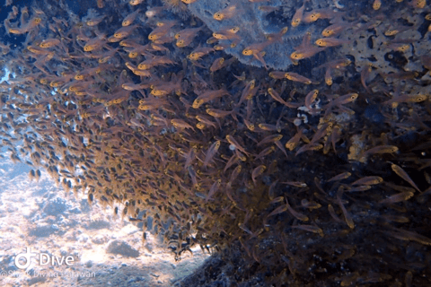 Puerto Princesa: Guided Diving Tour with Snacks Puerto Princesa: 3 Guided Diving Tour with Lunch