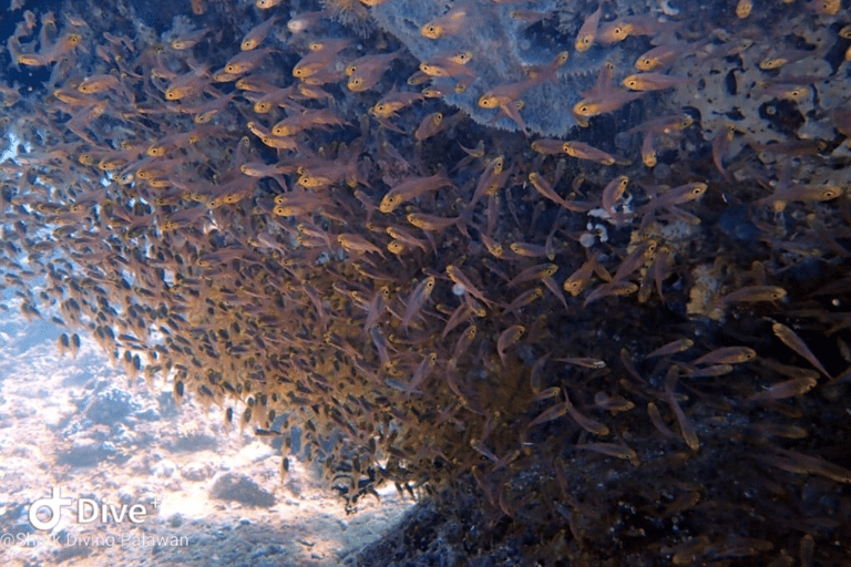 Puerto Princesa: Guided Diving Tour with Snacks Puerto Princesa: 3 Guided Diving Tour with Lunch