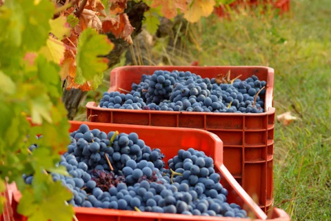 Casalnoceto: Winery Tour with Wine Tasting & Local Food Winery Visit in Alessandria - Italiano