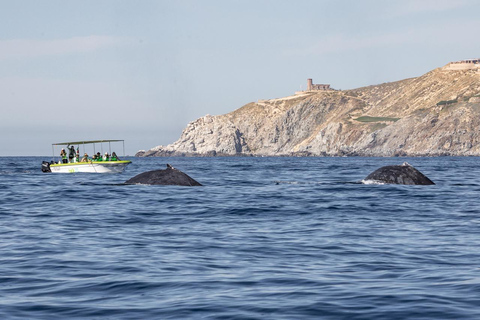 Cabo: Whale-Whatching Boat Trip w/ All-Women Crew and Photos