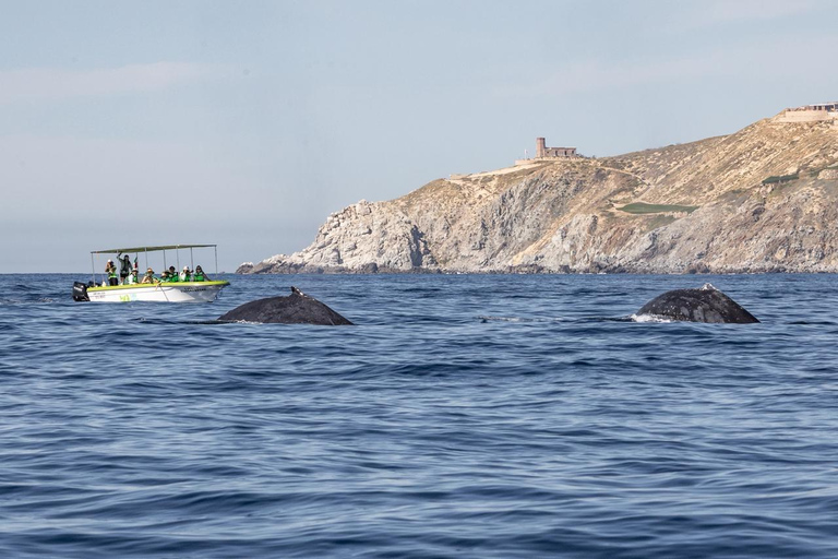 Cabo: Whale-Whatching Boat Trip w/ All-Women Crew and Photos