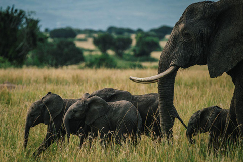 Uganda: 15-dagars safariäventyr med det bästa av Ugandas vilda djur