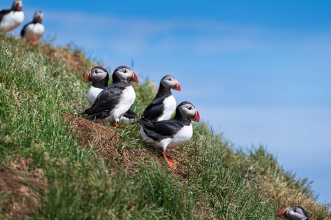 Westman Islands World´s Largest Puffin Colony & Volcano Tour