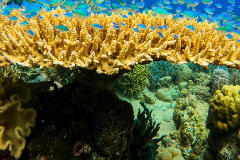 Labuan Bajo: Tour di mezza giornata con grotta di Rangko e spiaggia per lo snorkelingPomeriggio Partenza