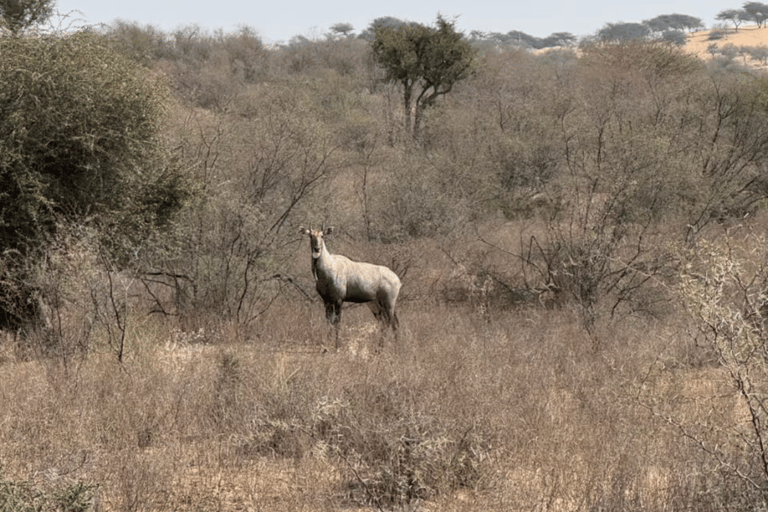 Halfdaagse woestijn wandeltour in Jodhpur Rajasthan met Sumer