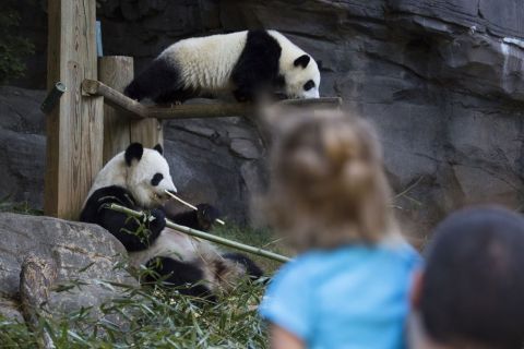 Atlanta: ticket de entrada general al Zoo de Atlanta