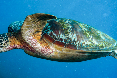 Acuario del Pacífico, LA: ticket sin colas en la taquilla