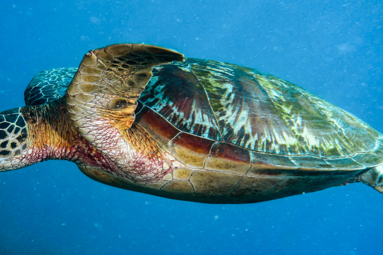 Acuario del Pacífico, LA: ticket sin colas en la taquilla