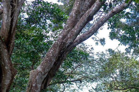 Rincón de la Vieja: Pass giornaliero Eco Adventure 12 in 1