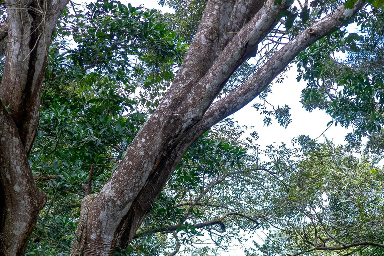 Rincón de la Vieja: Pass giornaliero Eco Adventure 12 in 1