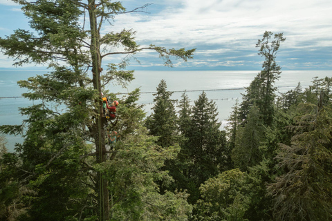 Vancouver Tree Climbing Tour: Canopy Expedition Adventure