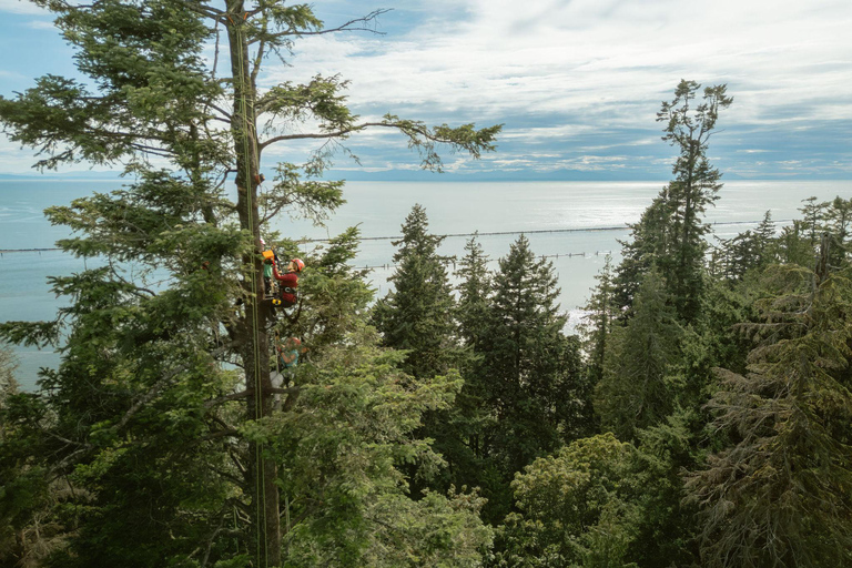 Vancouver Tree Climbing Tour: Canopy Expedition Adventure