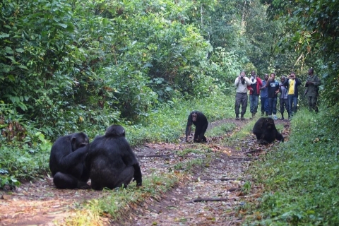 Ultieme 7-daagse tour Oeganda + Rwanda -Gorilla Trek, Chimpansee