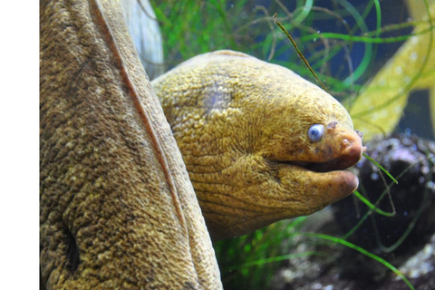 Los Angeles: Heal The Bay Aquarium i Santa Monica