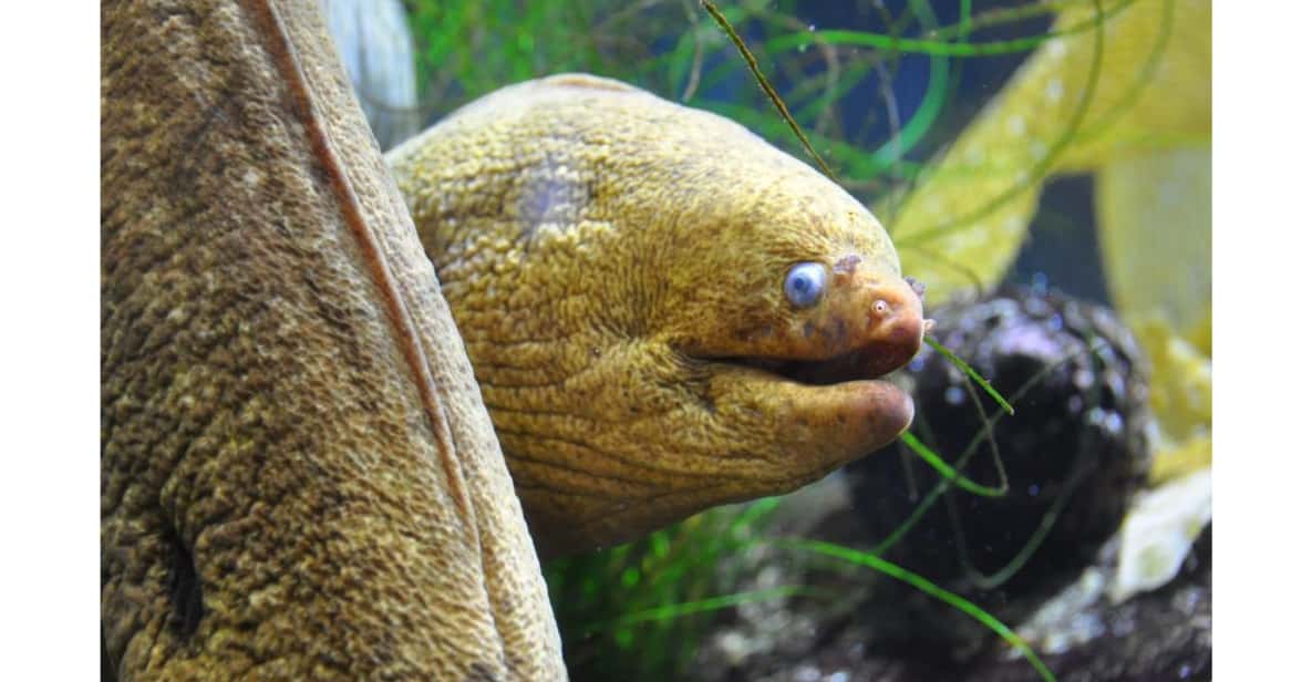 Los Angeles Heal The Bay Aquarium in Santa Monica GetYourGuide