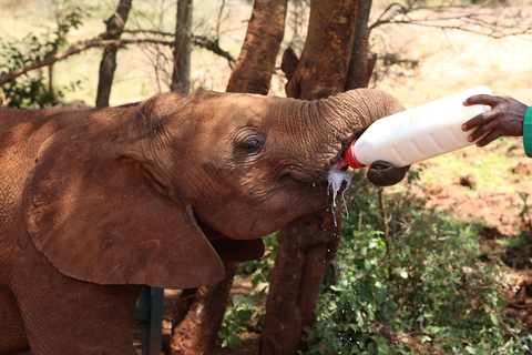 Nairobi: David Sheldrick Elephant Nursery Tour