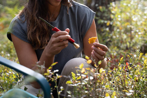Stockholm: Mushroom and Berries Foraging Tour with Lunch