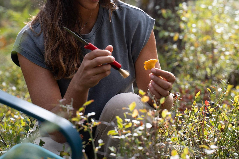 Stockholm: Mushroom and Berries Foraging Tour with Lunch