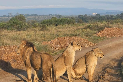 Nairobi: Nationalpark, Elefantenwaisenhaus und Giraffe Tour