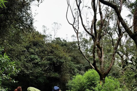 Kandy: Sir James Taylor’s Loolkandura Tea Heritage Hike