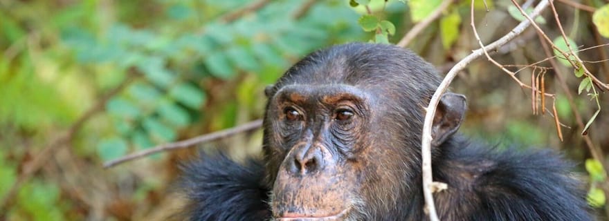 KIGOMA : Trek d'une journée avec les chimpanzés dans le parc national de Gombe