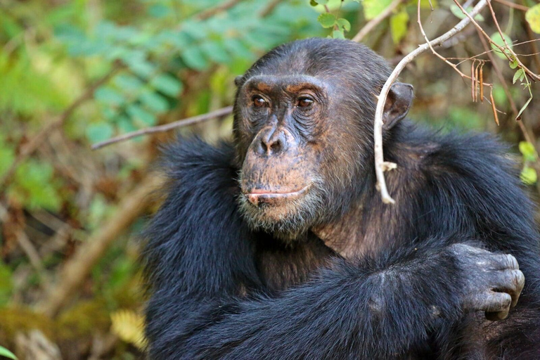 KIGOMA: Chimpanzees trekking Day Trip in Gombe national park Private Chimpanzee Trekking with Hotel Transfer and Lunch