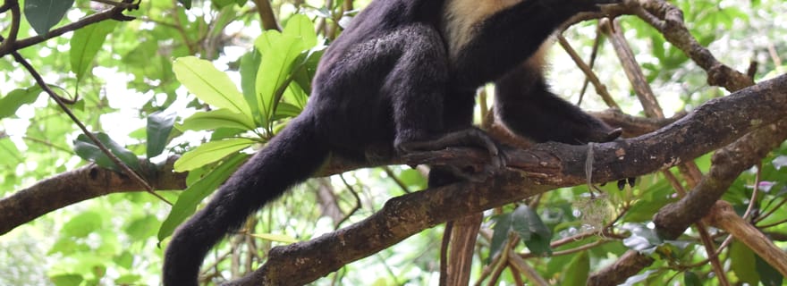 Guanacaste : Sortie en bateau pour un safari dans la faune de Palo Verde