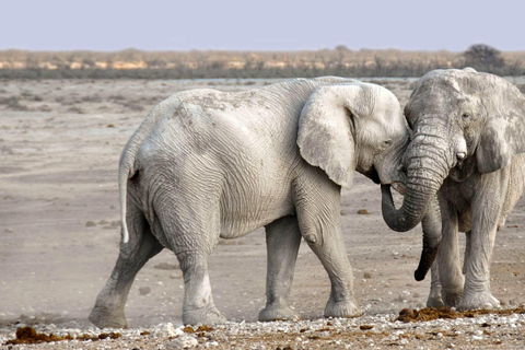 SAFARI OCH VANDRINGSSAFARI MED VIT NOSHÖRNING I LIVINGSTONE