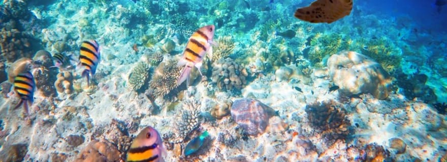 Zanzibar : excursion d'une journée sur la plage de la côte sud avec visite de la grotte de Salaam
