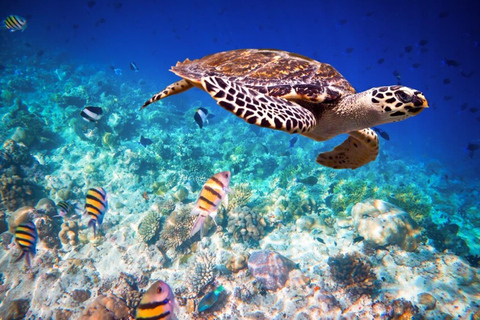 Swim with turtles at Salaam cave &amp; The rock restaurant visit