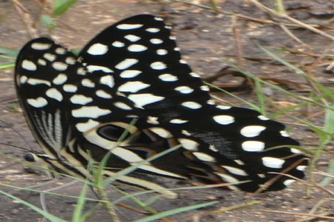 Zanzibar: Jozani forest and Butterfly day tour TOUR WITH TRANSFER (HOTEL PICK-UP AND DROP-OFF)