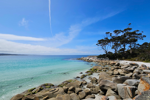 9-daagse rondreis door Tasmanië in rondreis