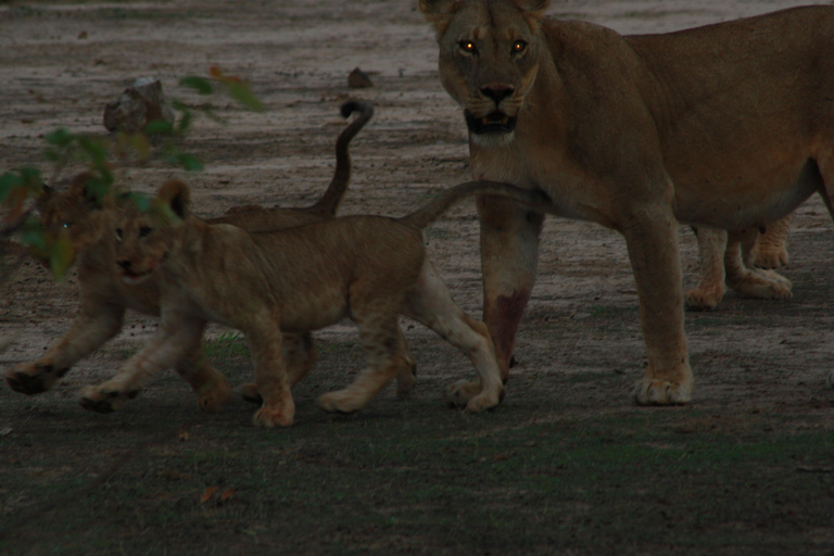 Night Drive And Bush Dinner in a Private Game Reserve