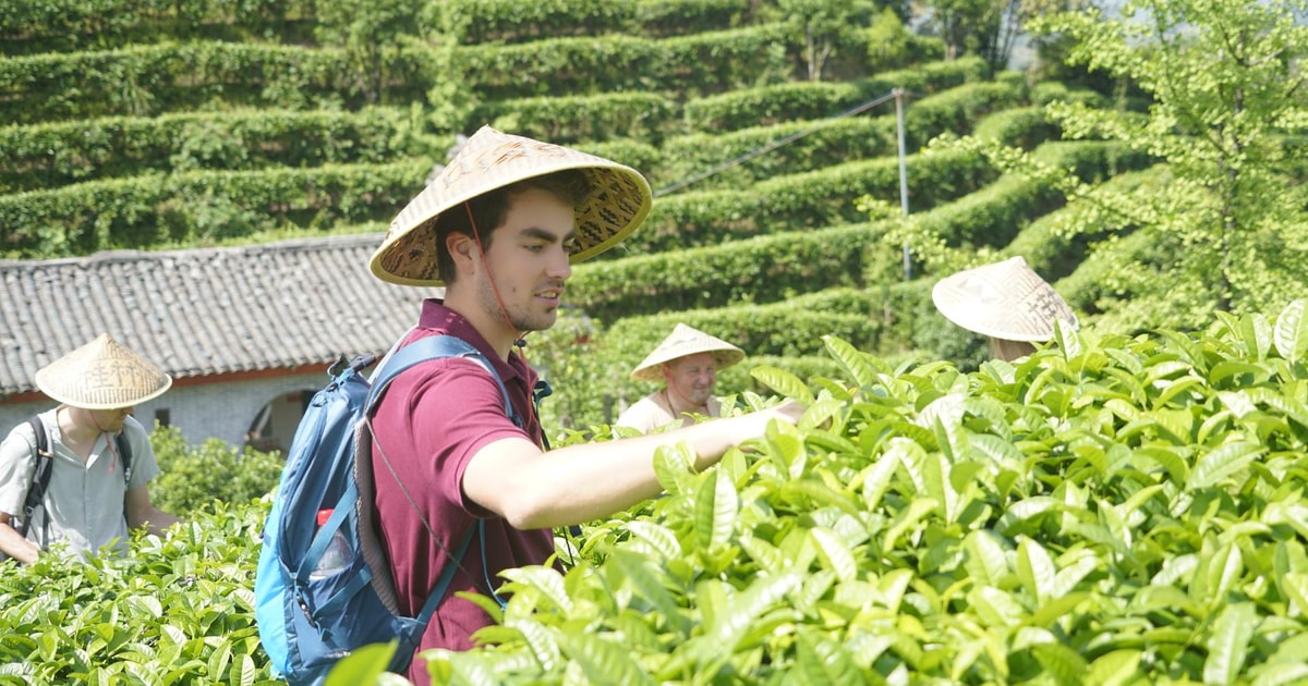 Guilis Tea Guilin:Tea Picking and Processing at Qixian Peak Scenic Area | GetYourGuide