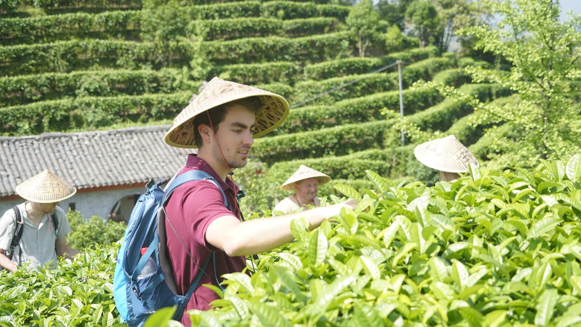 Guilin: Tee pflücken und verarbeiten im malerischen Gebiet des Qixian-Gipfels