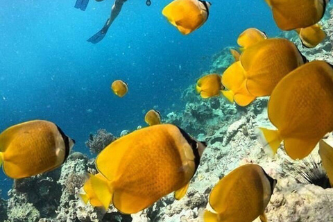 Wyspa Mnemba: półdniowa wycieczka łodzią z pływaniem z delfinami i nurkowaniem z rurkąPrywatna wyspa Mnemba – nurkowanie z rurką i pływanie z delfinami