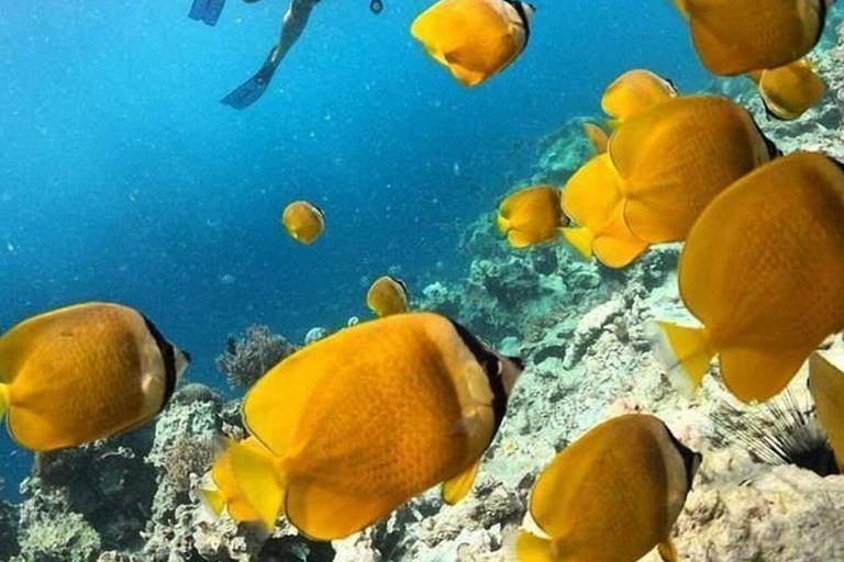 Wyspa Mnemba: półdniowa wycieczka łodzią z pływaniem z delfinami i nurkowaniem z rurkąPrywatna wyspa Mnemba – nurkowanie z rurką i pływanie z delfinami