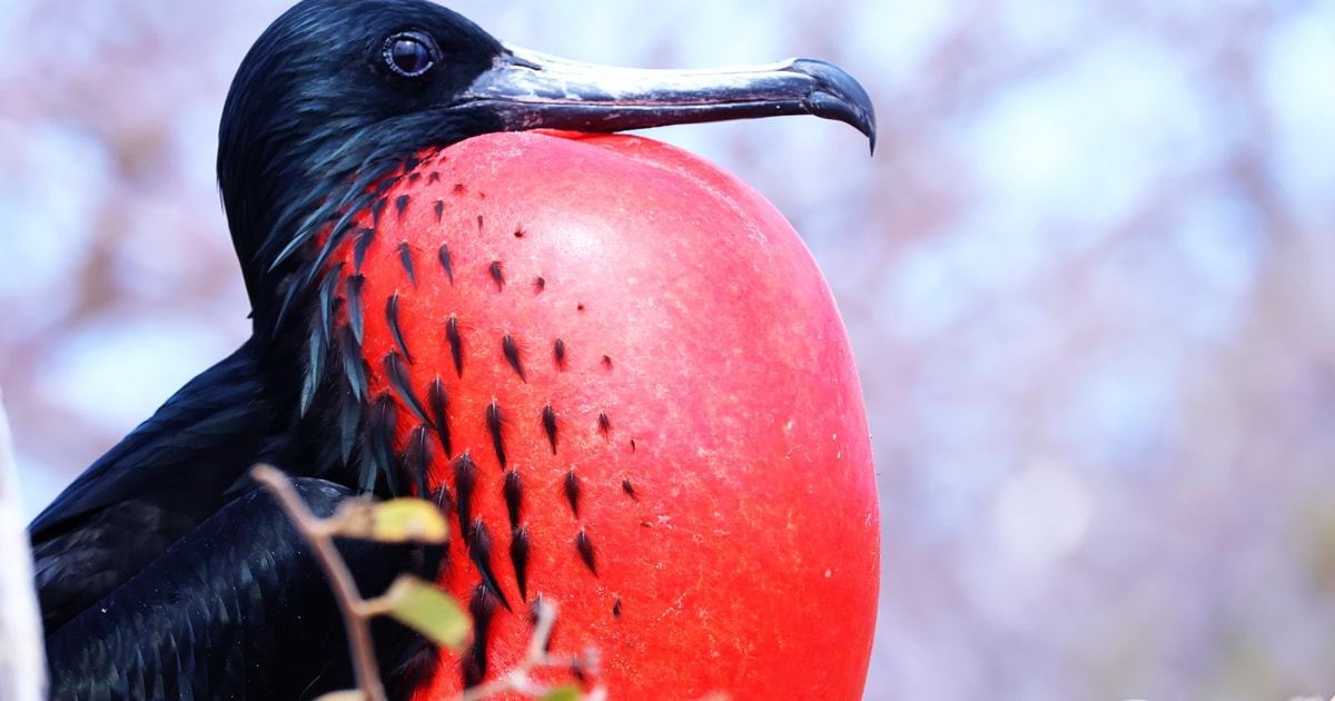 Nord Seymour Tagestour GetYourGuide