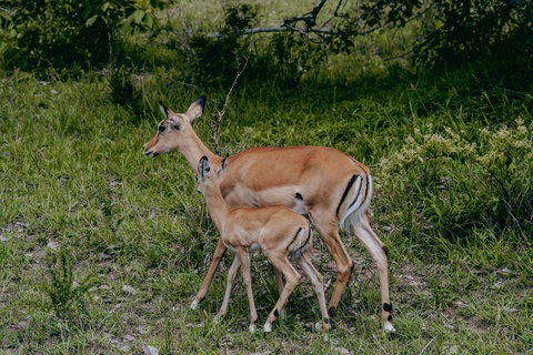 Kigali: Akagera National Park Safari with Boat Cruise