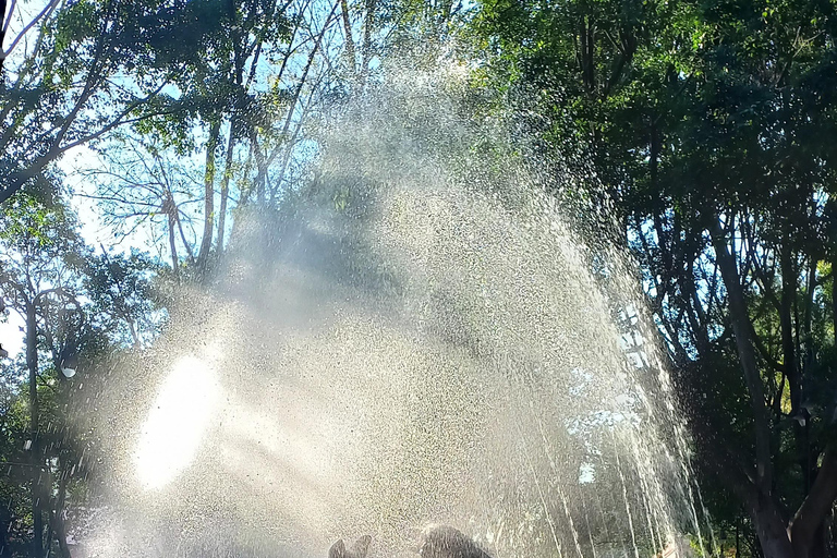 Coyoacan, Histoire et Vie d'un Quartier MagiqueCoyoacan, histoire et vie d'un quartier enchanteur