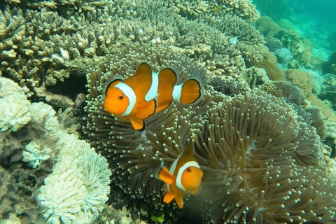 Gili-eilanden: privé-snorkeltrip met GoPro-cameraGili-eilanden: privésnorkelen 4 uur