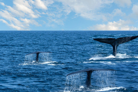 Southern Seas Discovery: Galle to Whale Watching Mirissa
