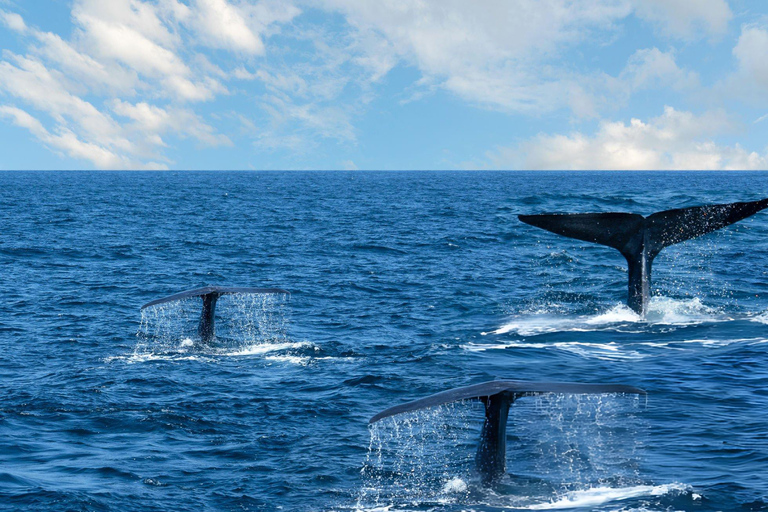 Southern Seas Discovery: Galle to Whale Watching Mirissa