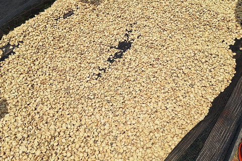 Nairobi: Fairview Coffee Farm Day Trip with Hotel Pickup