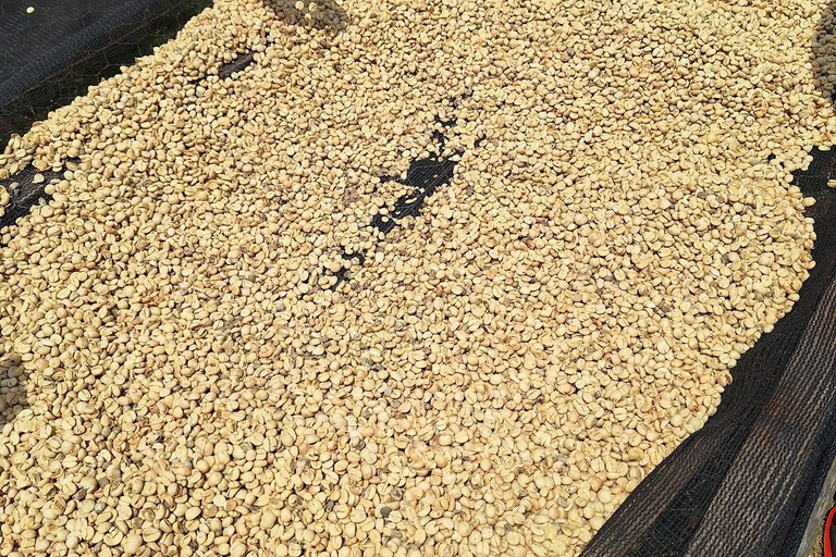 Nairobi: Fairview Coffee Farm Day Trip with Hotel Pickup