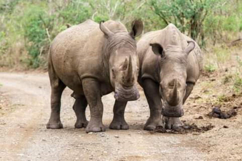 Neushoorn wildrit - Mosi-oa-tunya nationaal park