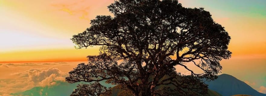 Randonnée exclusive jusqu'à la colline de Nanggi : Camping à la belle étoile