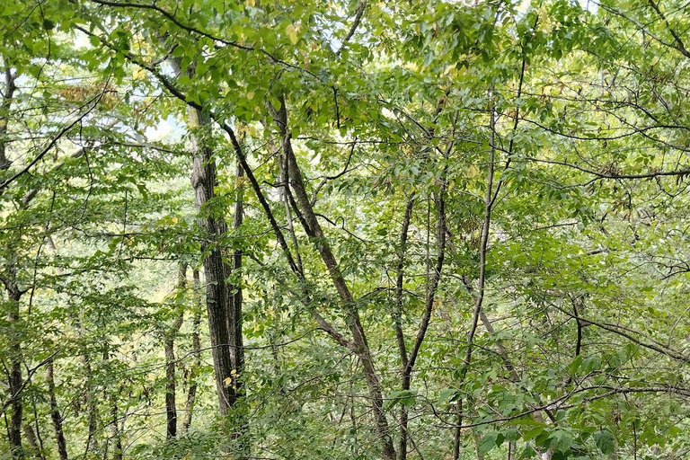 Tiflis: Encantador sendero sobre la ciudad