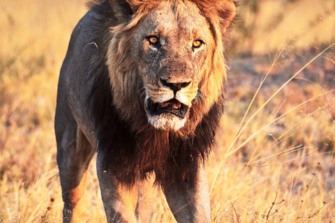 Botswana: Savuti, Khwai, & Moremi 7-Day Mobile Safari